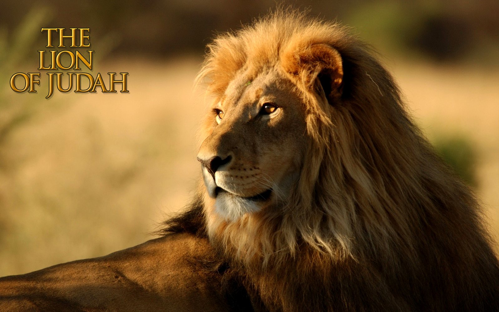 Lion-Of-Judah-HD-Wallpaper.jpg